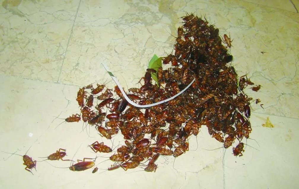 Cucarachas — actividad de colonia